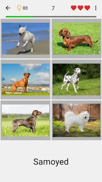 Dogs Quiz - Guess All Breeds!  [МОД Unlocked] Screenshot 1