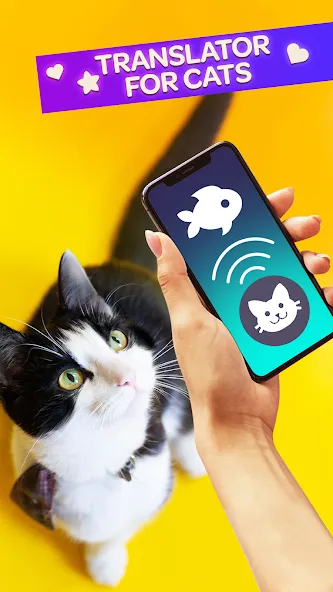 Cat Translator Pet Talk Meow  [МОД Меню] Screenshot 1