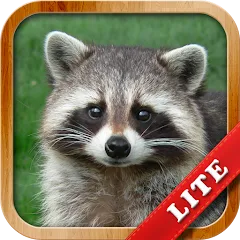 Скачать взлом Animals for Kids  [МОД Бесконечные деньги] - полная версия apk на Андроид